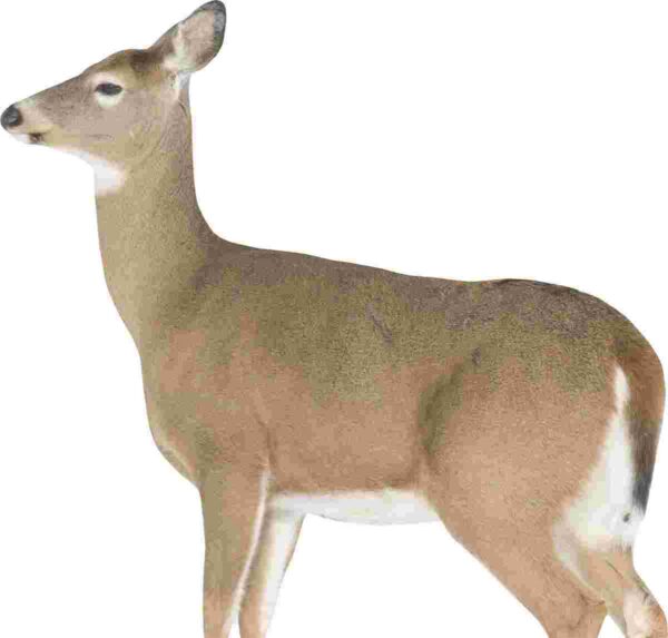 Montana Decoy Co Dreamy Doe Decoy